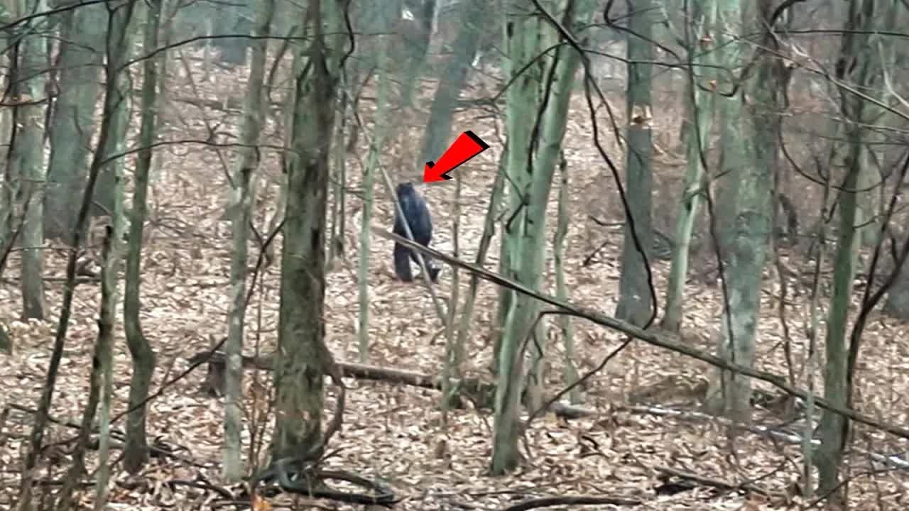 Bigfoot was caught on camera – then the rehearsal footage allegedly ...