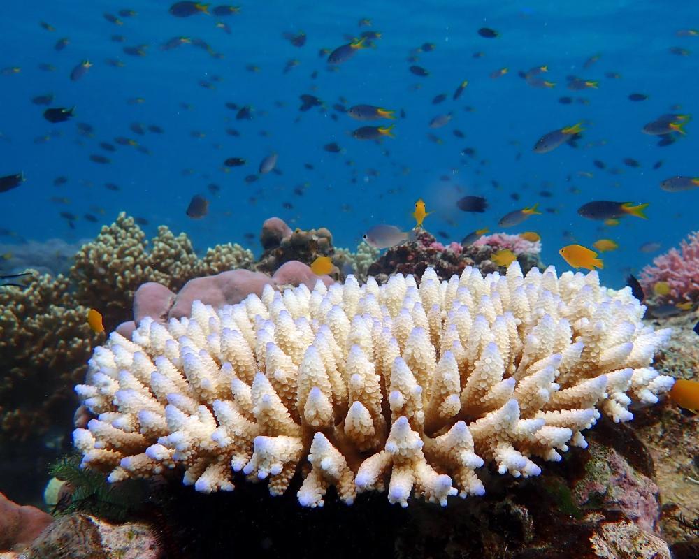 The Great Barrier Reef isn't dead yet. According to News Corp that makes climate science a 'pseudo-religion'