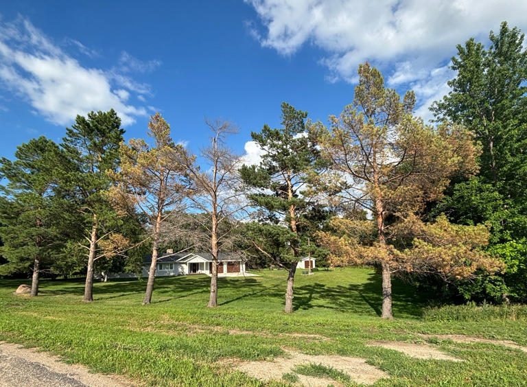 pine-wilt-disease-confirmed-in-north-dakota