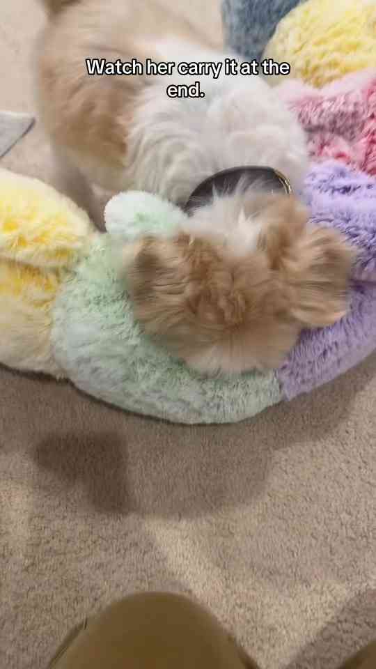 Just a girl and her favorite dog toy
