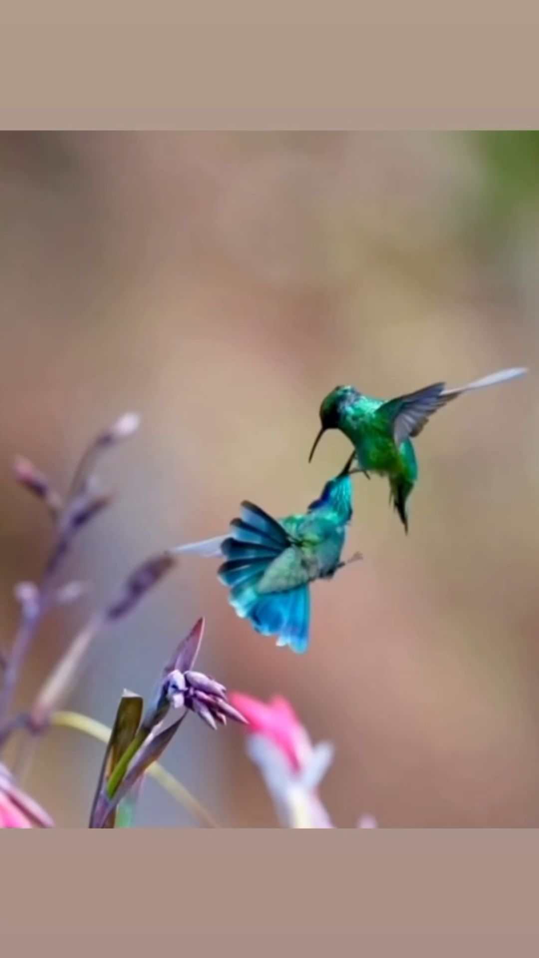 Hummingbird battles: The secrets behind their fierce behavior