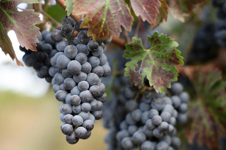 Layoffs rock California wine business as Americans ditch drinking