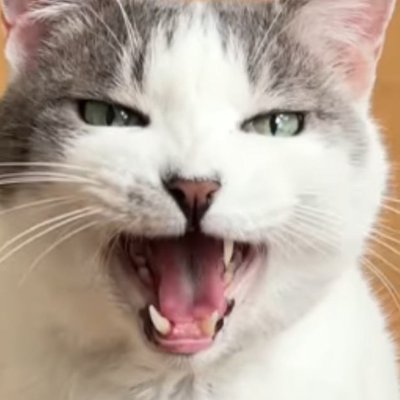 『先に寝ていた飼い主』に…一緒に寝たい猫が見せた『まさかの行動』が尊すぎると43万再生「めっちゃ感情豊かw」「甘えん坊でかわいい」