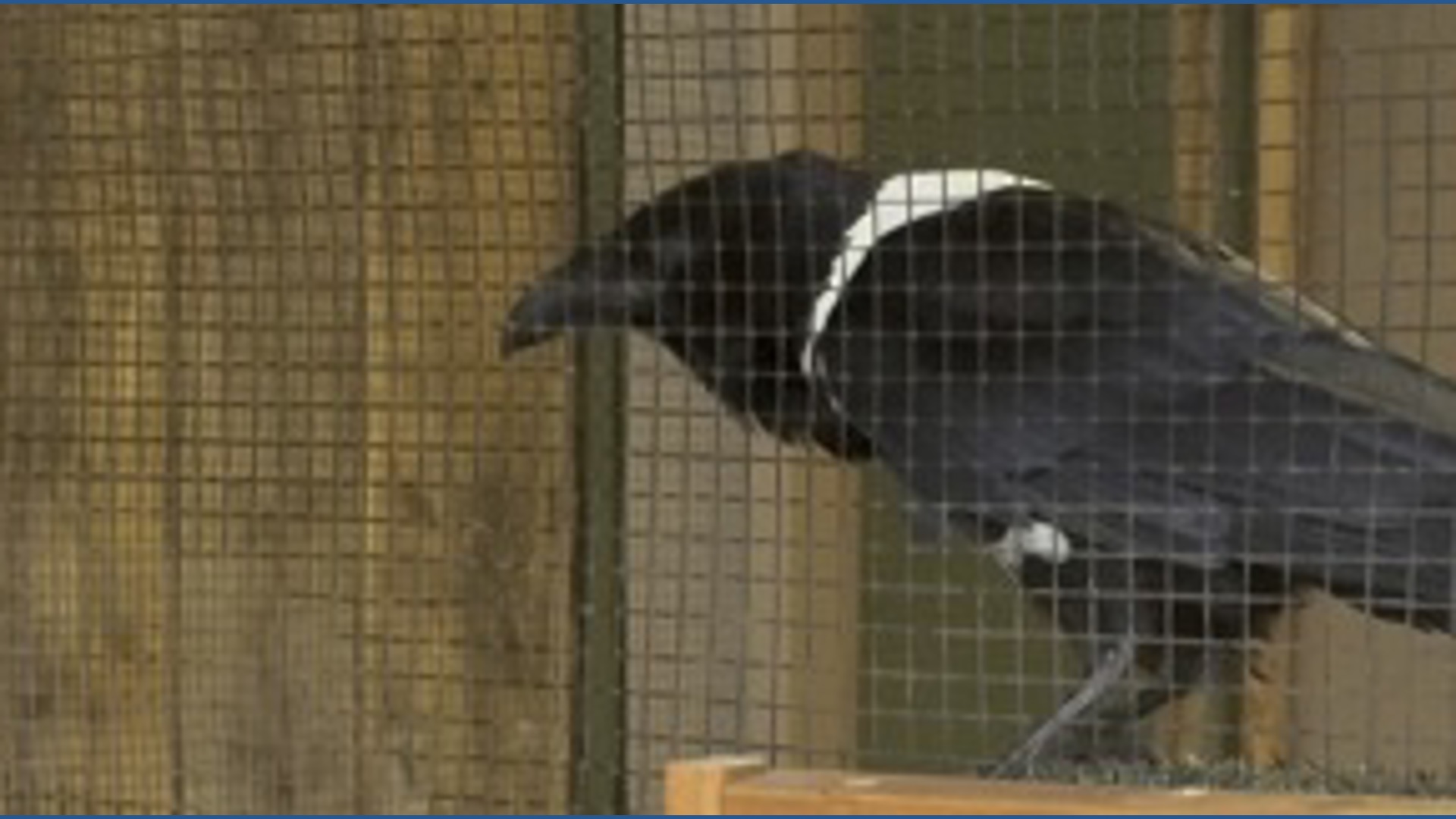 Goose the crow says hi at the PA Renaissance Faire