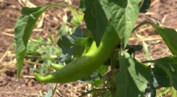 As harvest begins, New Mexico Chile Association says crop looks good but had some setbacks