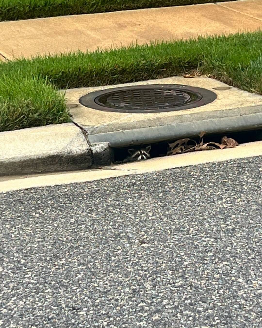 Driver pulls over for a baby animal in a storm drain — then realizes why she's hiding
