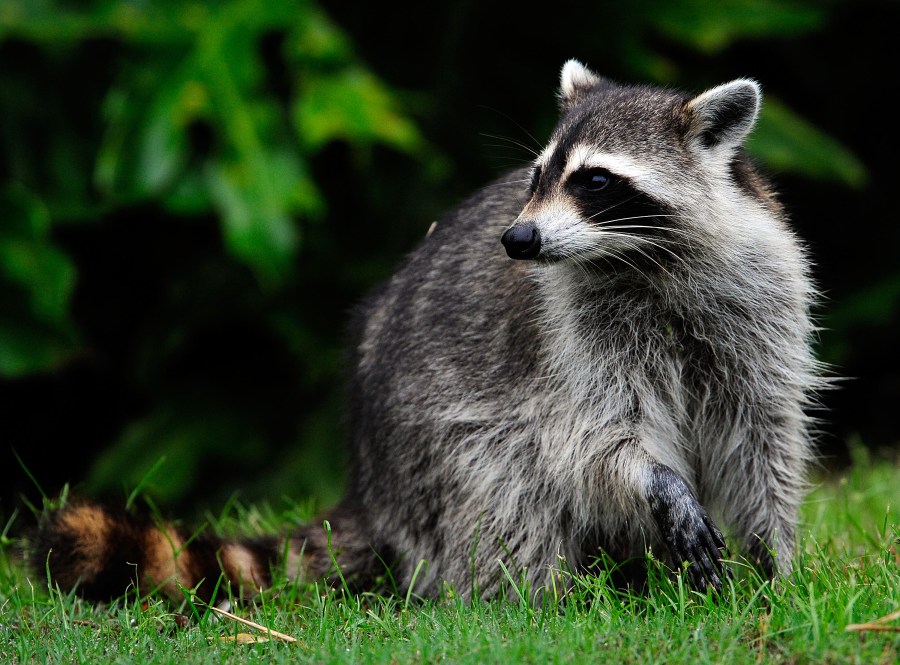 Guilford County confirms 14th case of animal rabies in 2026