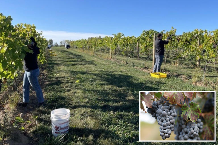 Layoffs rock California wine business as Americans ditch drinking
