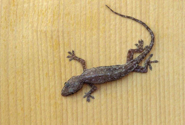 How to keep tiny lizards out of your home—and why they keep sneaking inside