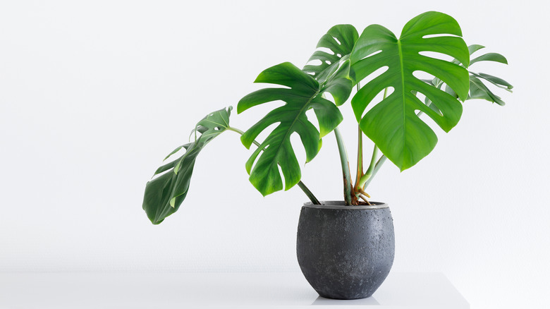 How to successfully grow and maintain a Swiss cheese plant