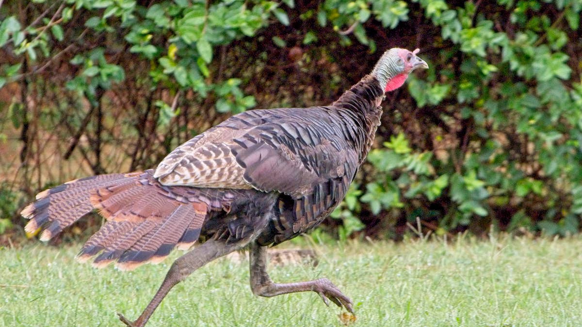 Turkey, pig, and tiny dog line up for an unexpected race