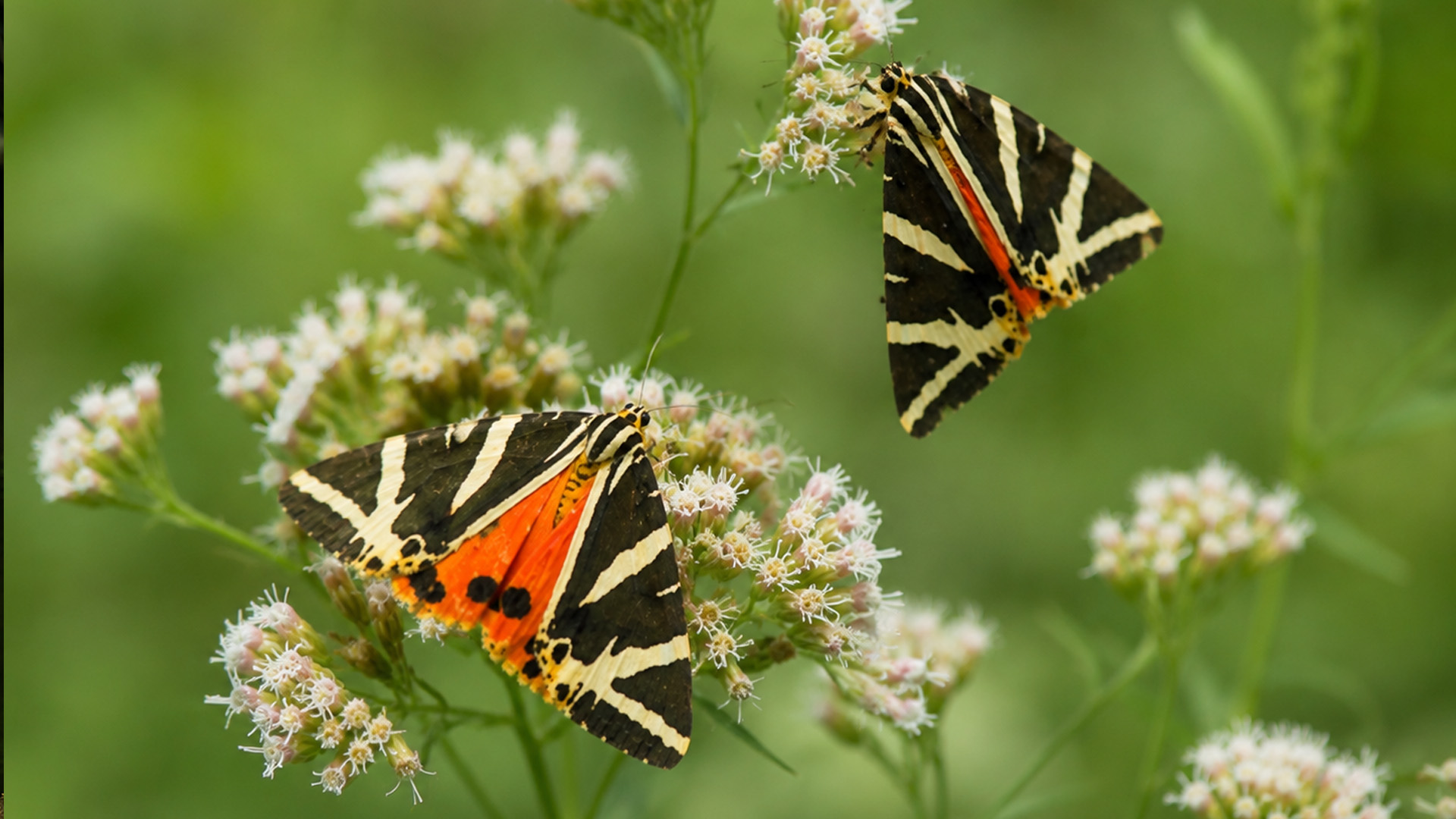 Hidden camera captures two Jersey tiger moths feeding on wildflowers