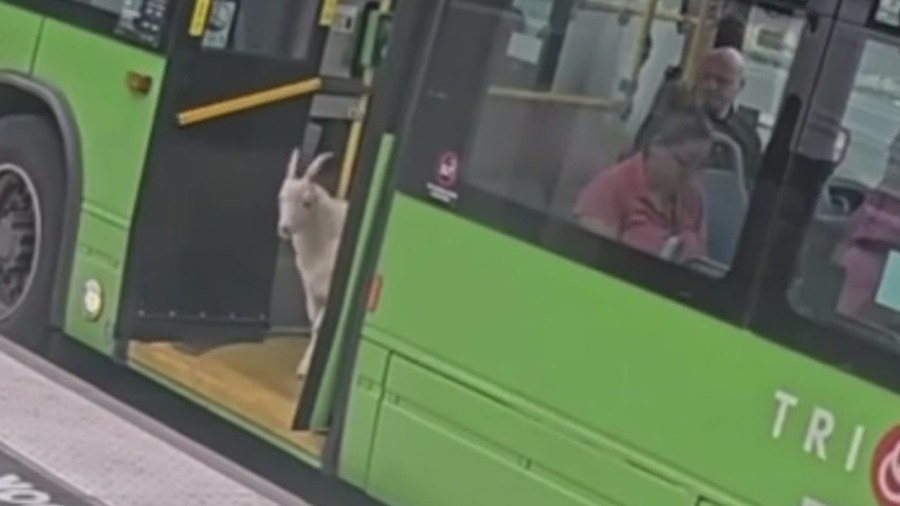 ‘There's all kinds of memes now': Owner of goats who boarded TriMet bus speaks Positively Portland