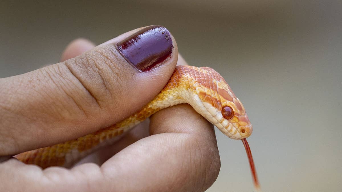 Woman discovers tiny snake in flower and gets a tattoo to commemorate the moment