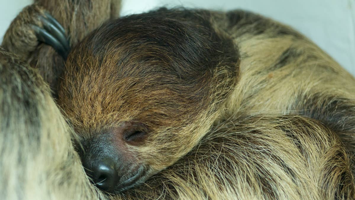 See this sloth's unbelievable sleeping position with a hidden baby surprise