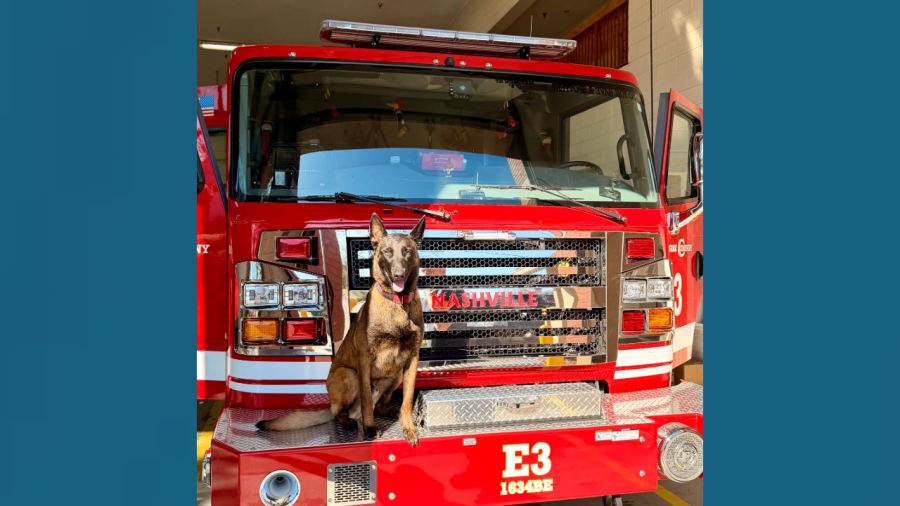 Shelter dog becomes certified search and rescue K-9 in Middle Tennessee