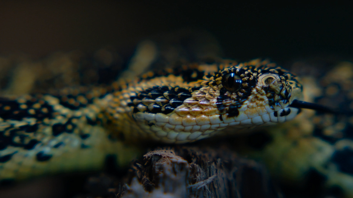A snake tests the air with its forked tongue