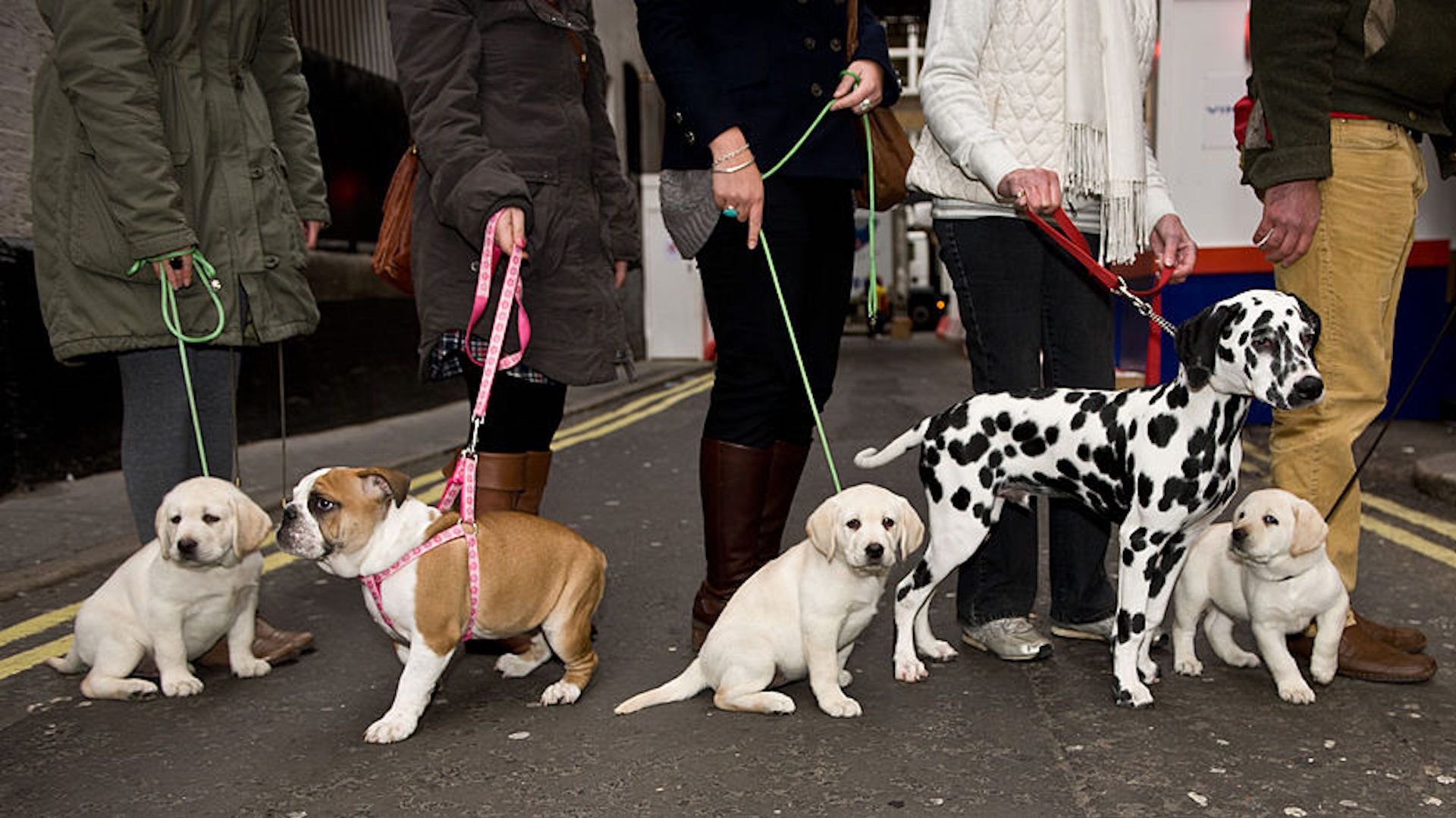 The worst things about owning a dog