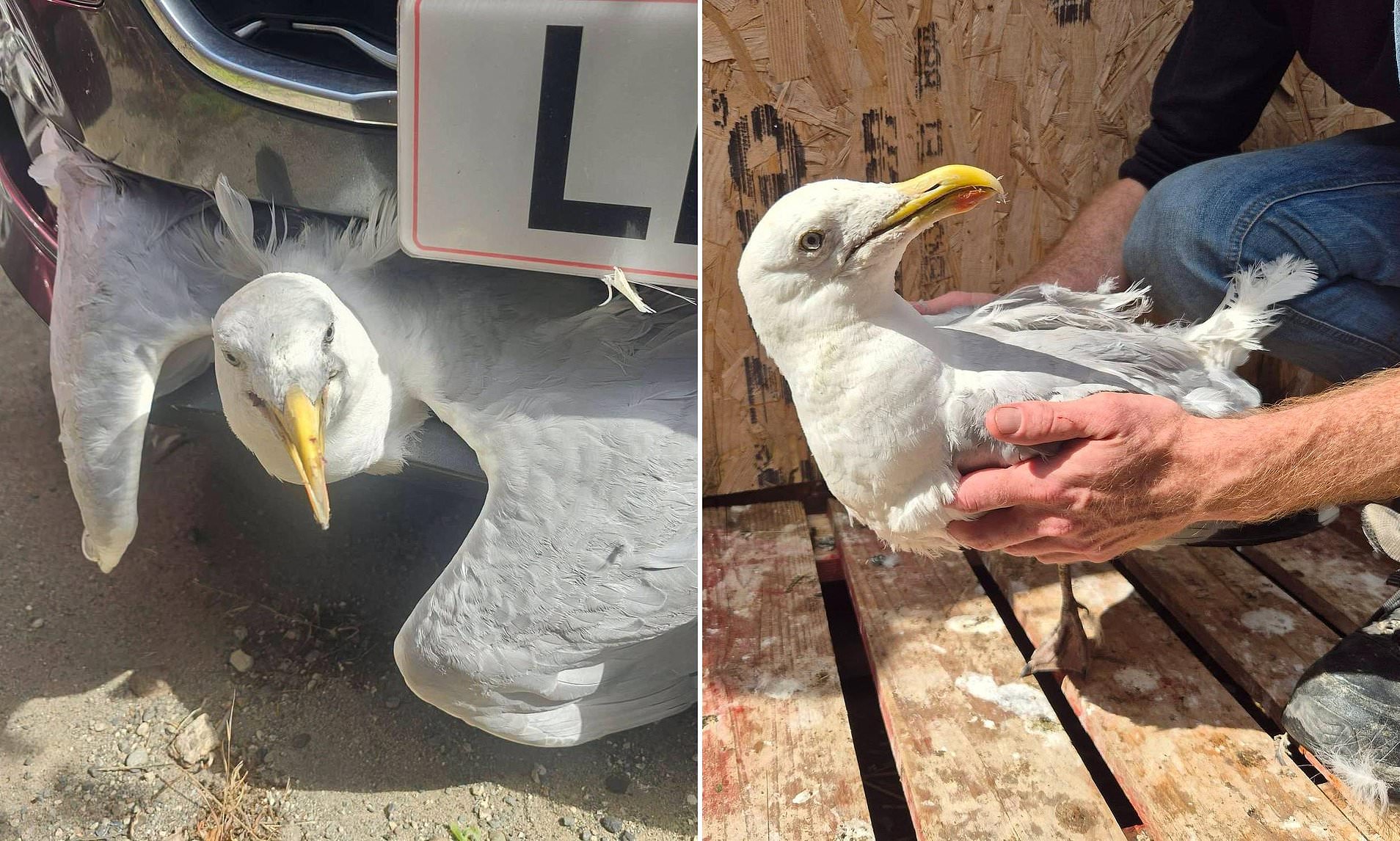 Seagull survives being wedged in car's grille for several miles on motorway