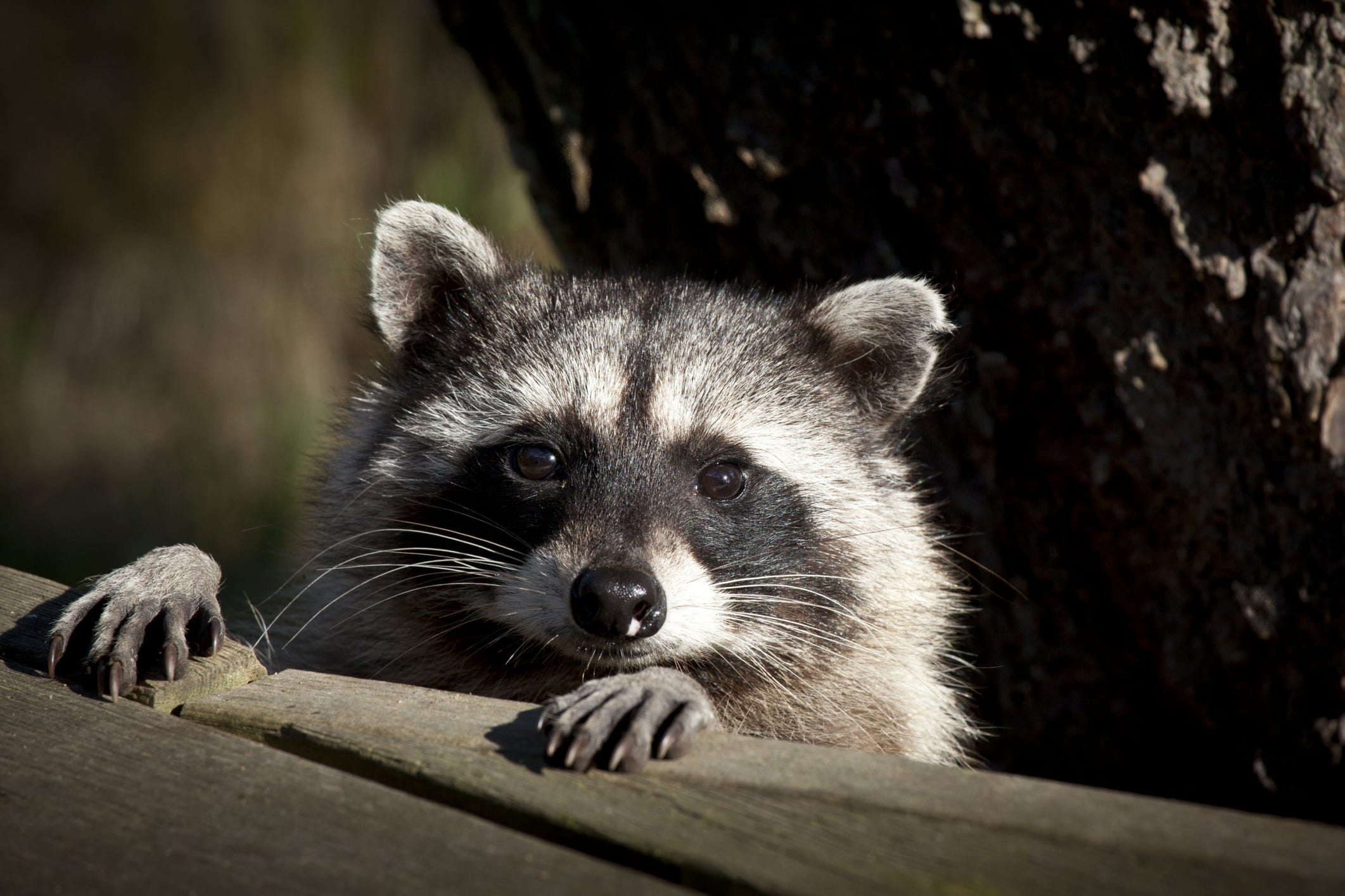 Rabid raccoon found in Hainesport, residents urged to take precautions
