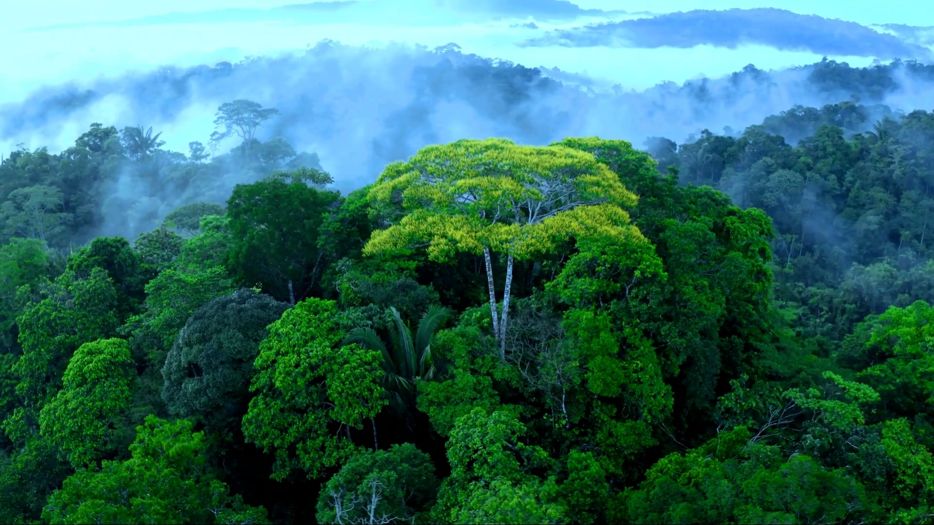 amazon-rainforest-from-above-stunning-drone-journey-through-the-jungle