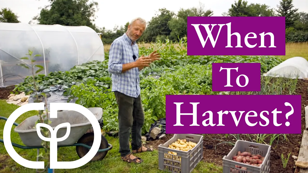 potato-harvests-when-and-how-by-pulling-not-digging