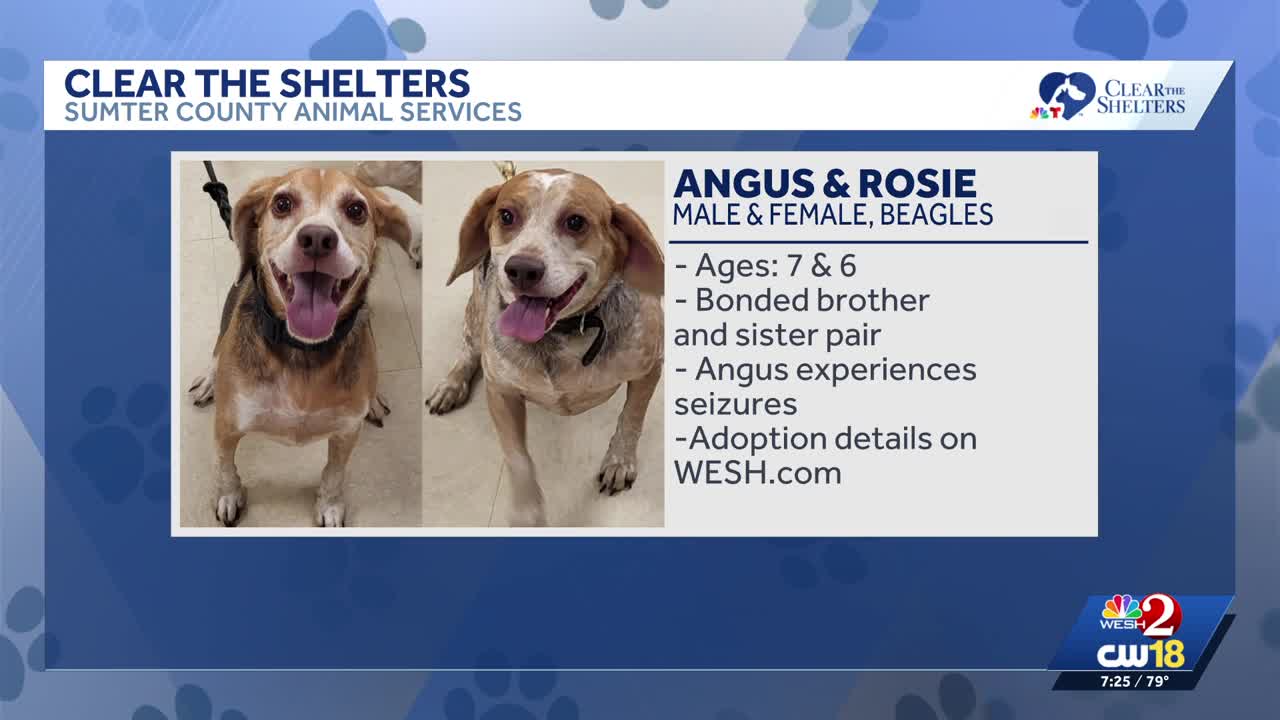 Clear the shelters | Meet Angus and Rosie at the Sumter County Animal ...