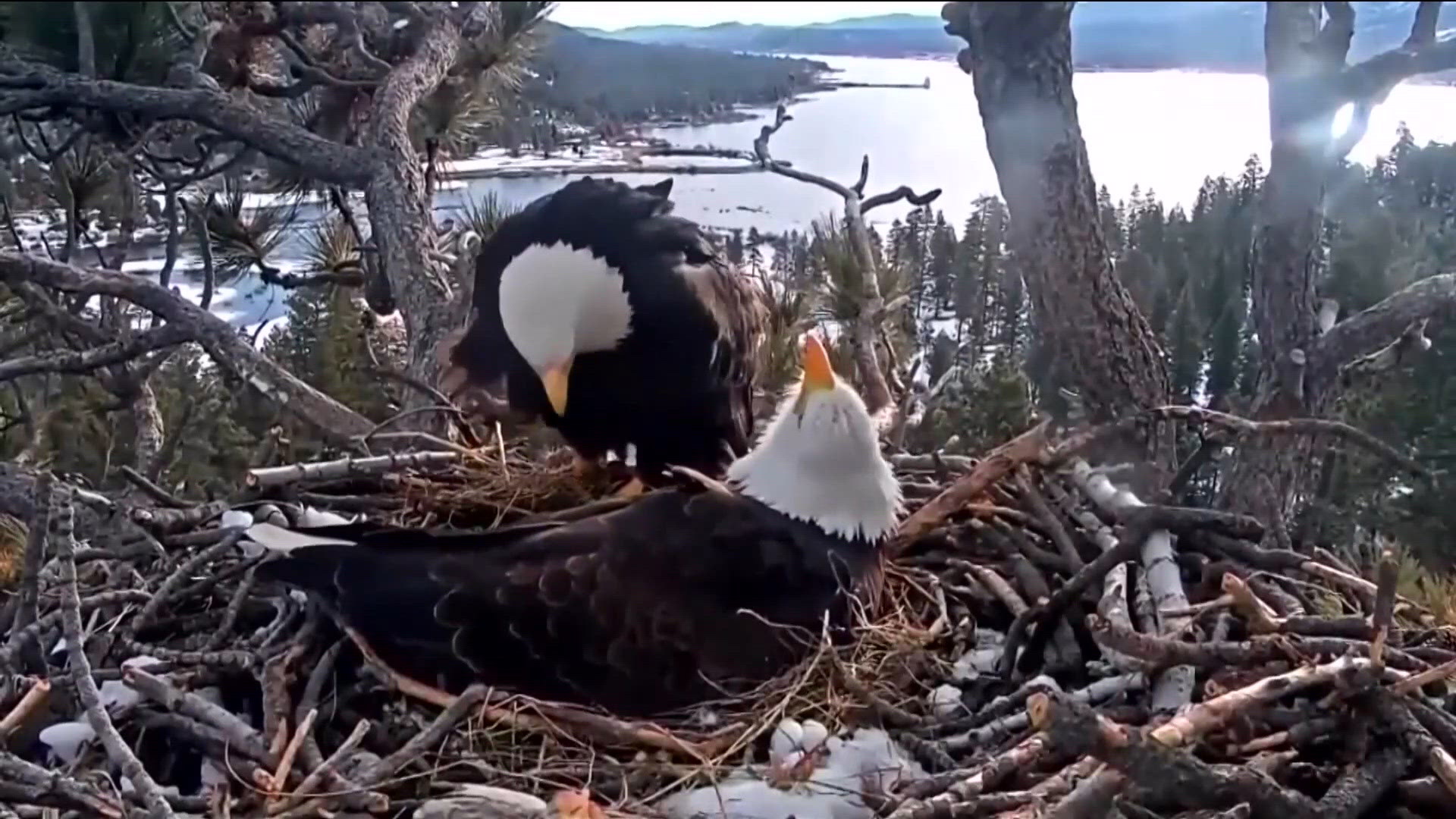 Video shows new bald eagle spending time in Big Bear nest with Shadow