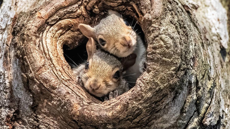 family-gets-a-front-row-seat-after-squirrel-gives-birth-right-outside