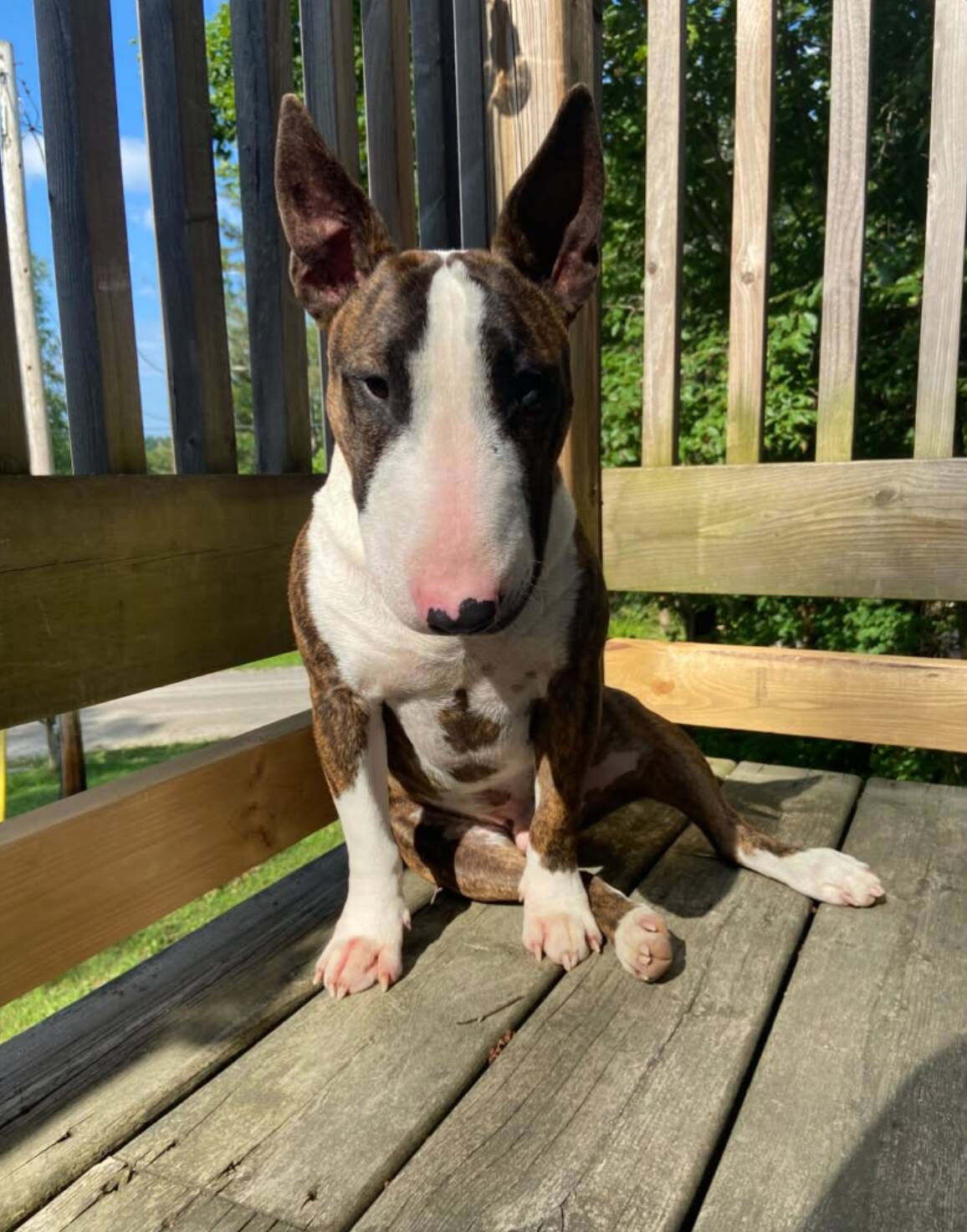 Dog won't stop staring at one spot on the balcony — then his owner sees why