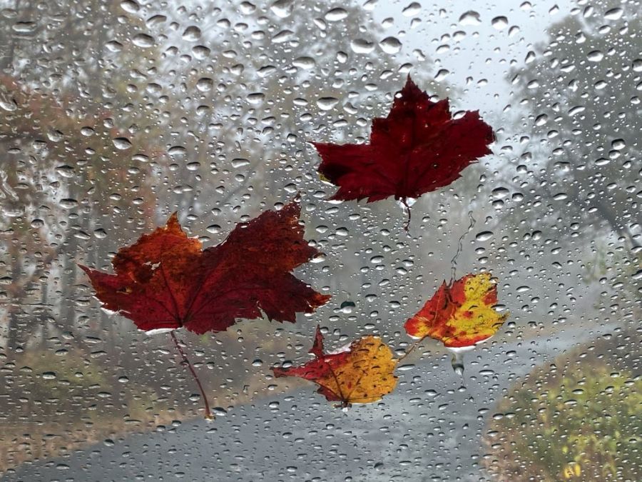 NOAA releases fall weather predictions for all 50 states as El Niño ...