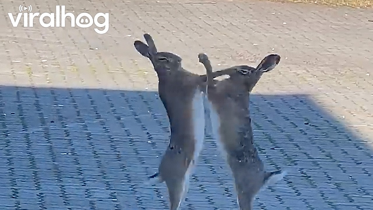 Two jackrabbits get into a brief scuffle
