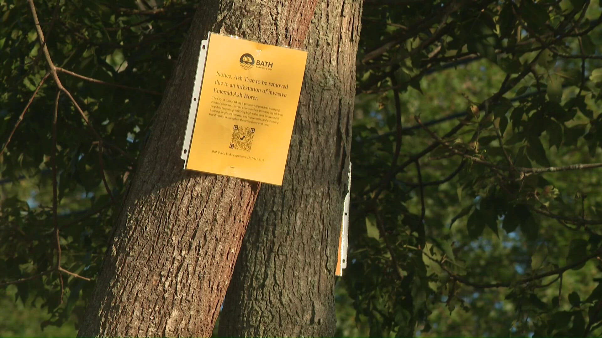 Emerald ash borer invasive beetle is spreading to more Maine communities