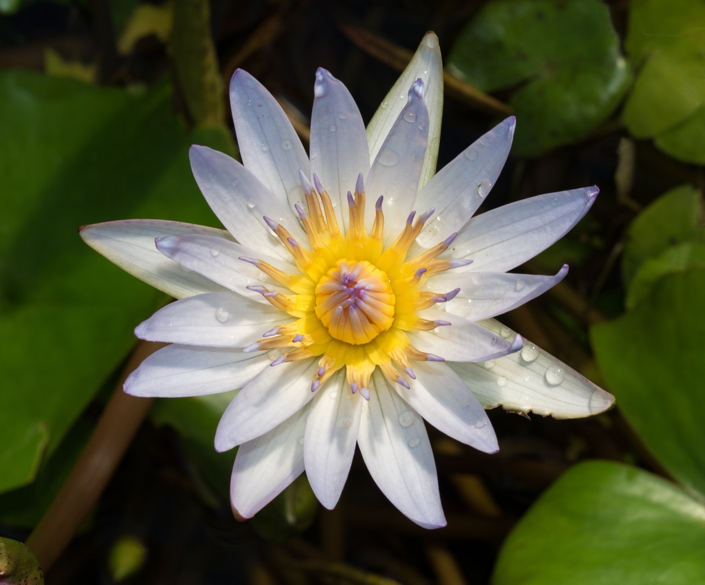 Tom Karwin, on gardening | Pond gardening potentials