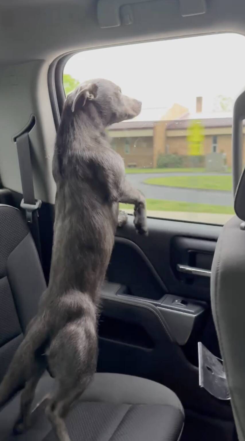 Dog's DNA test failed 6 times — his mom was floored when she finally learned why