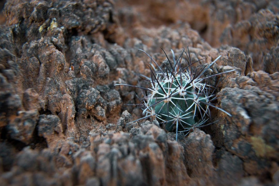 The hidden life keeping the Southwest's deserts alive