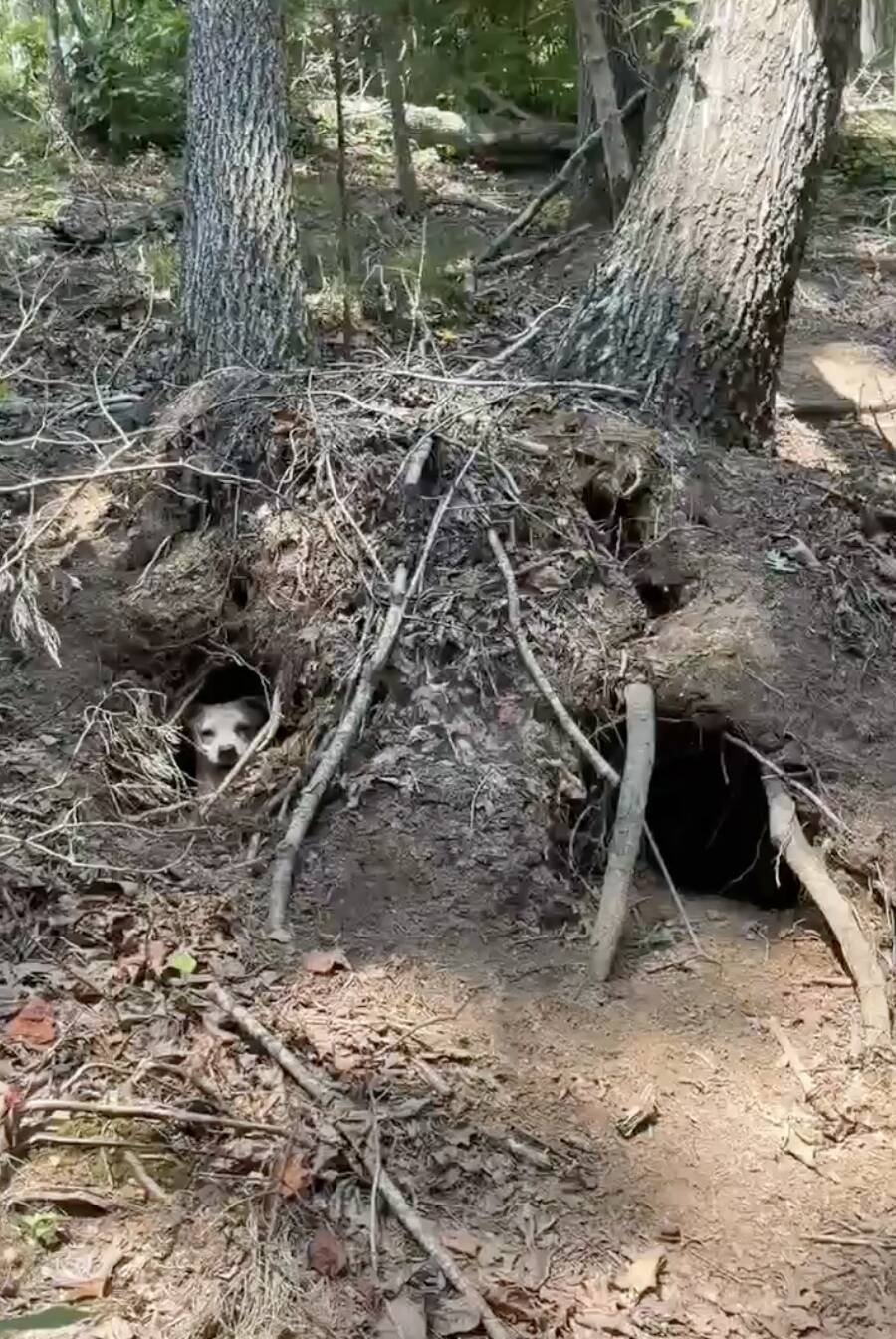 Smiling dog pokes head out of fallen tree — and reveals she's hiding so many babies