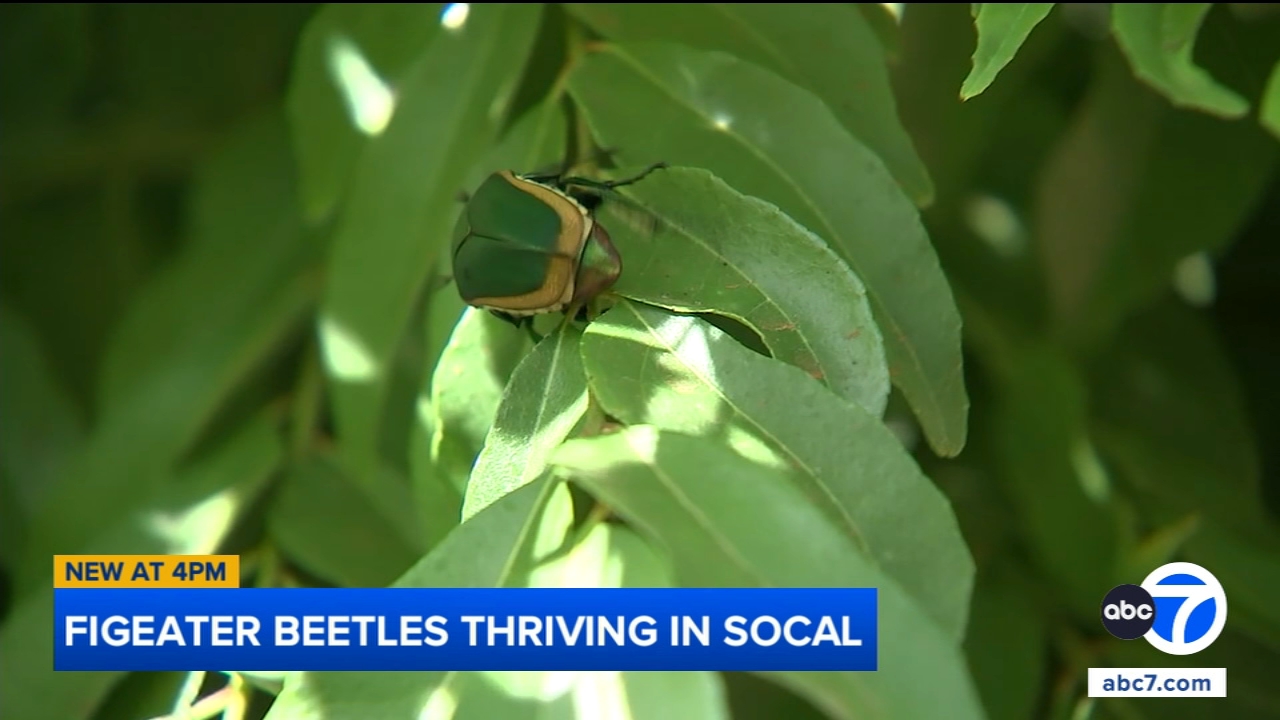 These giant beetles are crashing into people in LA and thriving here