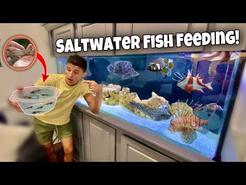 Feeding my exotic fish live ghost shrimp!