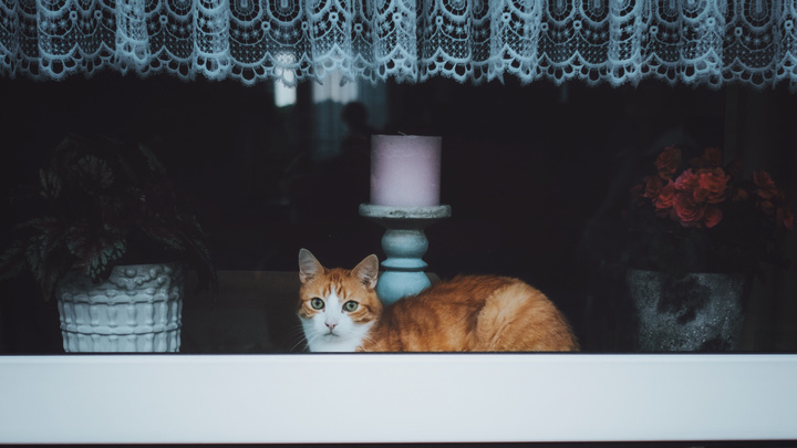 窗台上的橘猫哲学家：它不慌不忙，却看透了人间烟火
