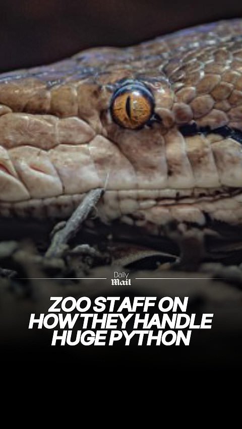 Zoo staff describe how they handle python called 'Jodie Foster'