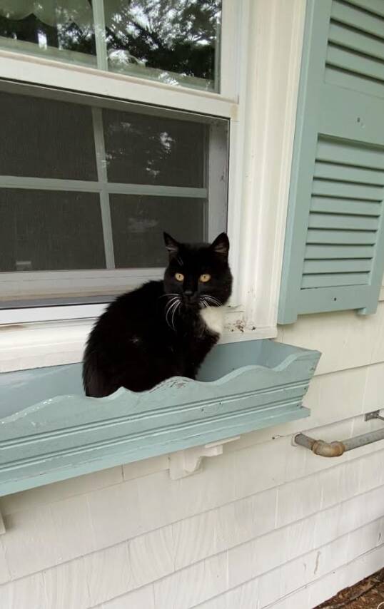 Cat shows up at couple's new house every day — then they learn who she's waiting for