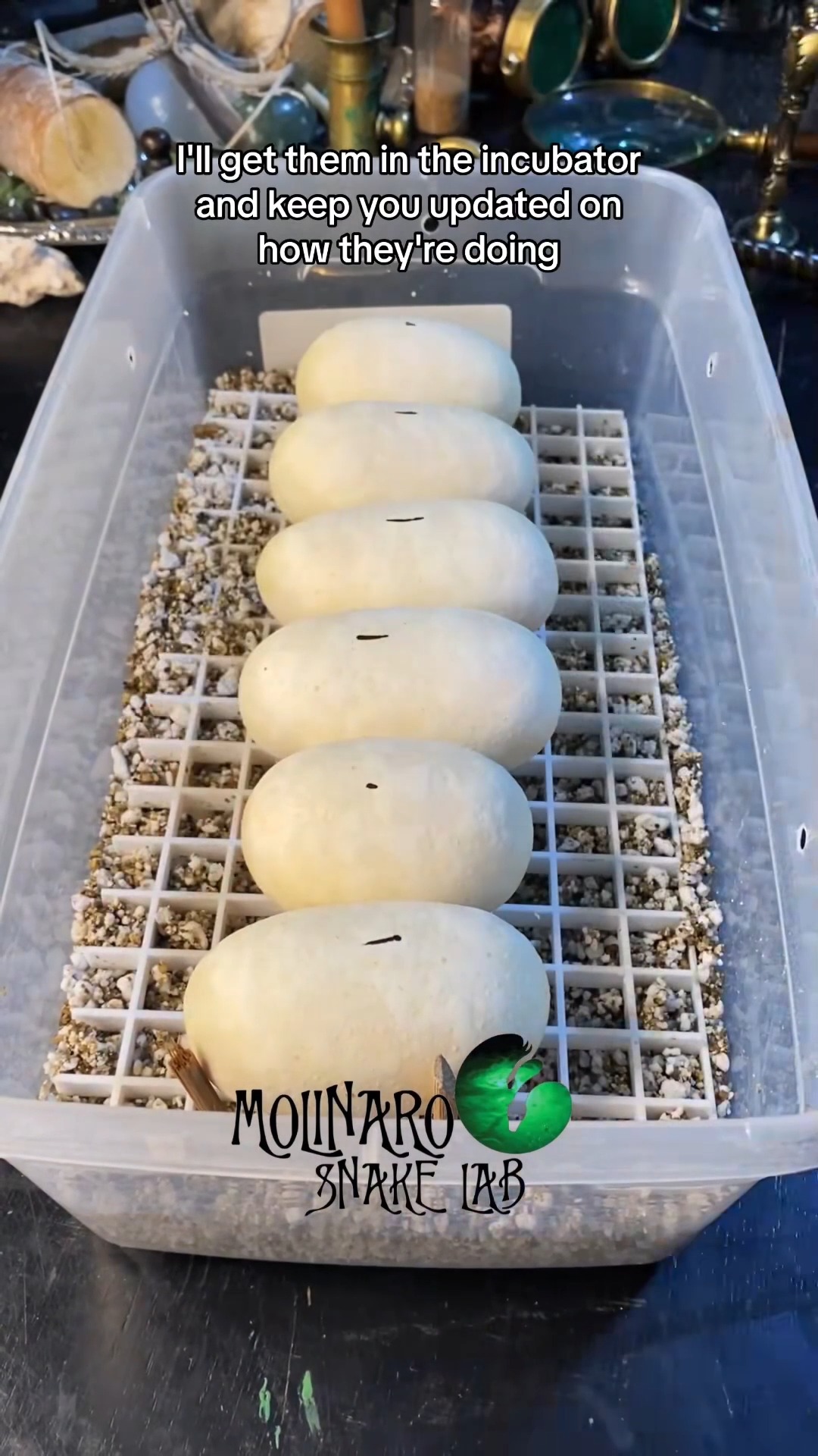 Ball python hatch! You wanna see this!