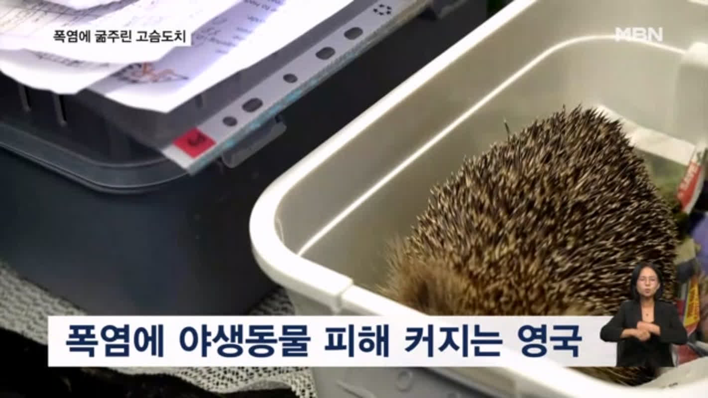 [굿모닝월드] 폭염에 굶주린 고슴도치