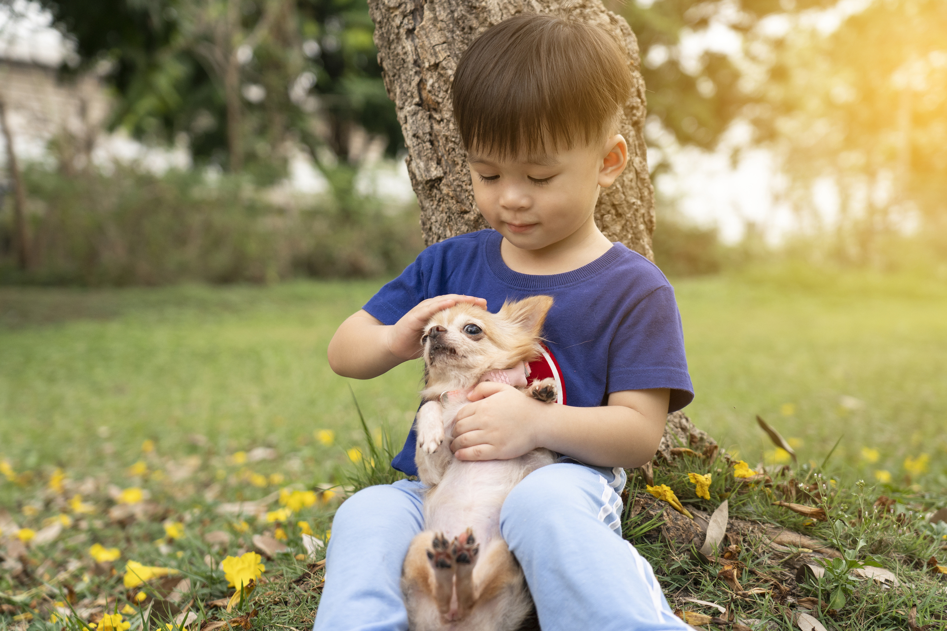 Những hiểu nhầm khi nuôi chó cưng