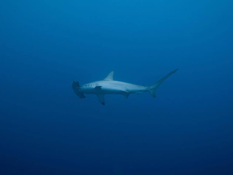 Un tiburón martillo irrumpe en el azul del arrecife Daedalus.