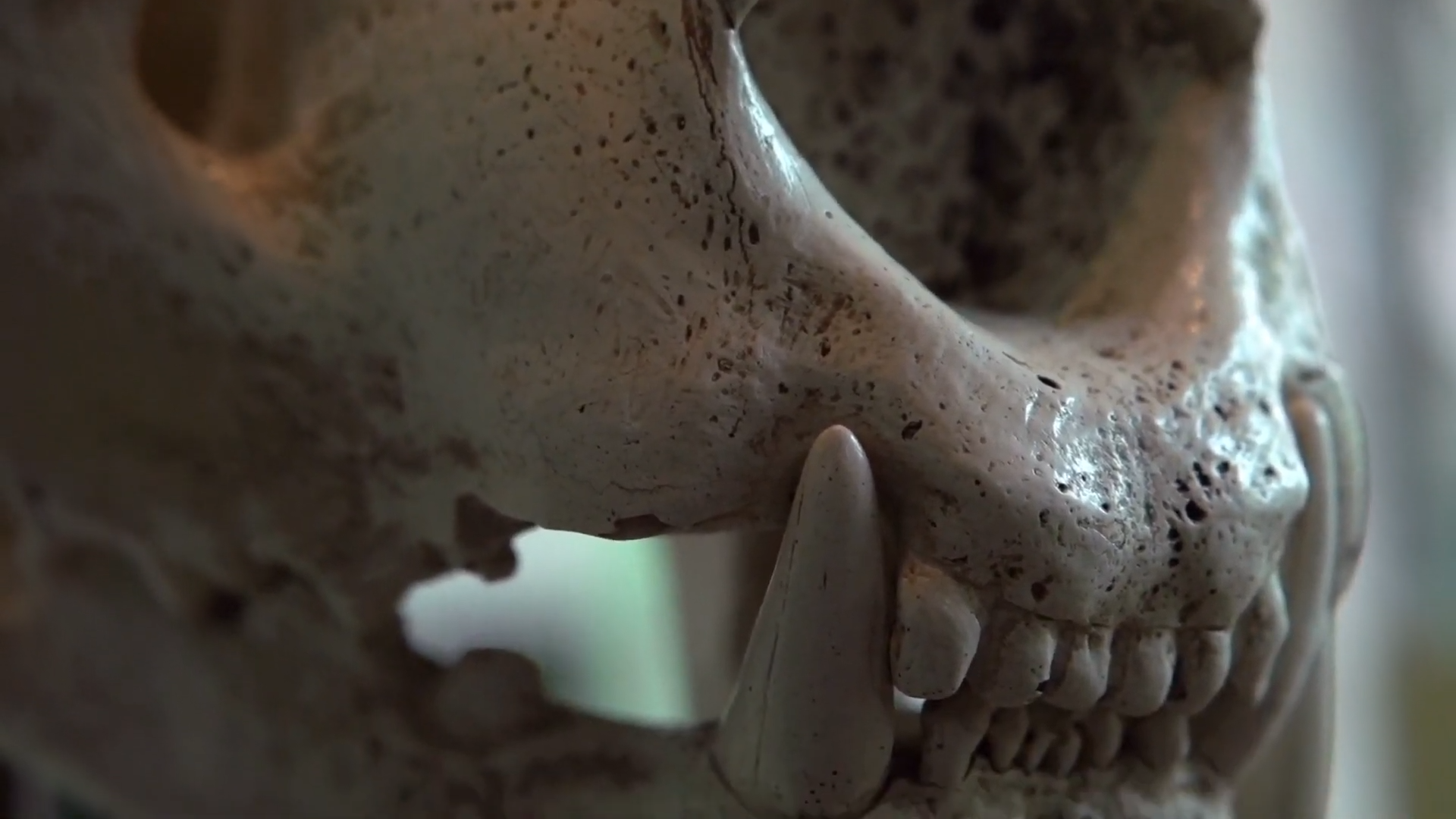 This saber-toothed cat lived alongside early humans and we were on the menu