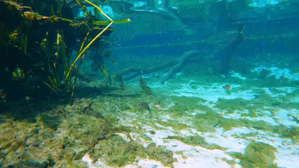 Five freshwater predators powerful enough to kill humans at close range