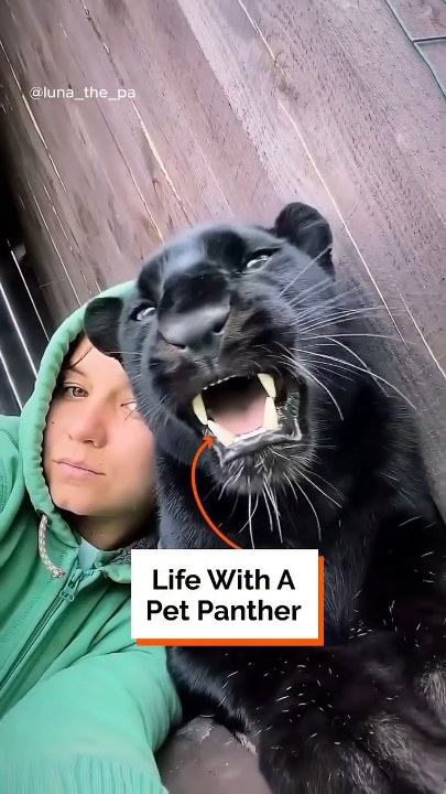 I didn't adopt her, she adopted me Luna_the_pantera