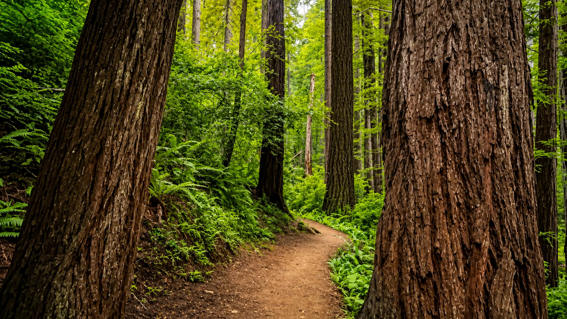 From ancient redwoods to Fern Canyon California (4K)